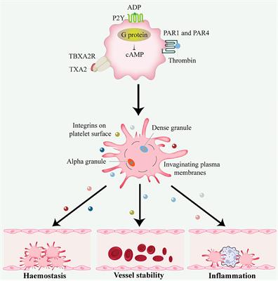 Emerging roles of platelets in cancer biology and their potential as therapeutic targets